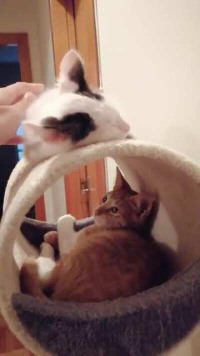 Emma doing a little meow last night (Volume up!)