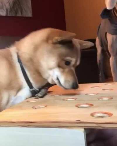 I have never seen a dog scream out of anger!