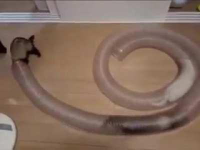 3 ferrets running around a tube