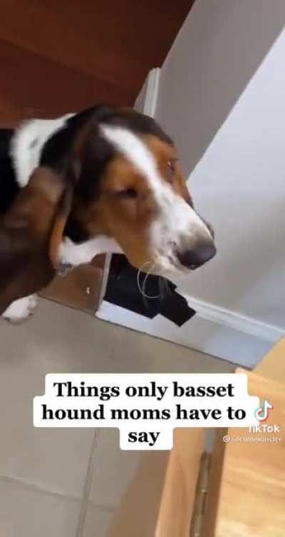 Basset Hound won’t stop chewing on his ear