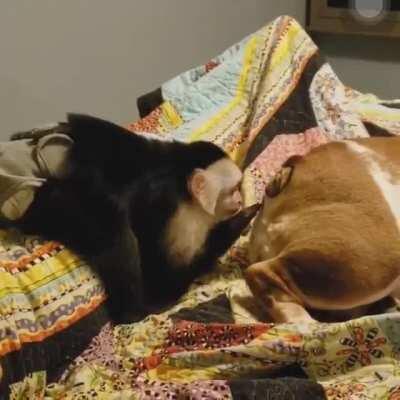 Thanks, I hate stinky claw.