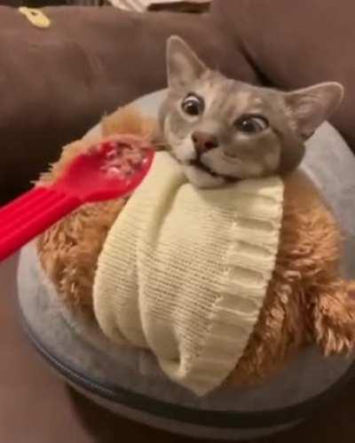 How to summon the ghoulish cat from the underworld!