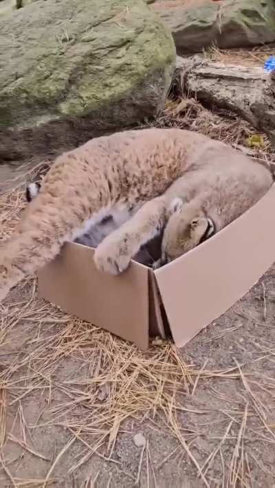 Default cat 😂📦