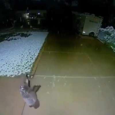 This cub with falling snow