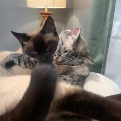 Cats sTRANGLe each OTher uNTiL TheY bOTH fUkkin DiE