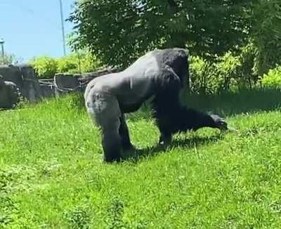 Gorilla petting a groundhog at my local zoo today
