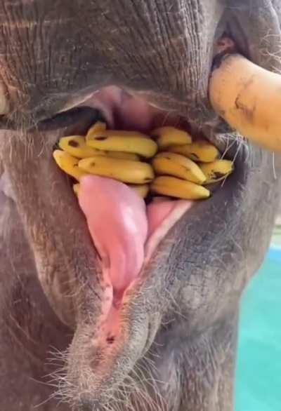 Inside the mouth of an elephant