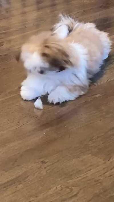 Leo Loves Playing with Ice Cubes