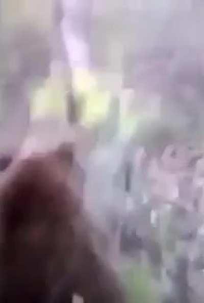 Don’t poke the bear