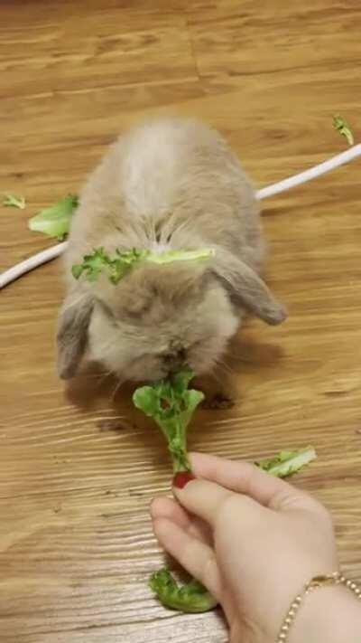 Eating lettuce while wearing a lil lettuce hat 🥬