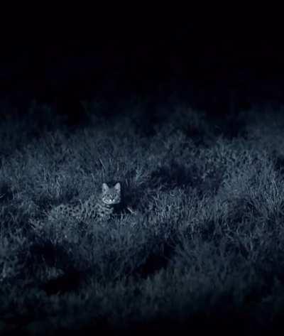 🔥 Lethal Black Footed Cat