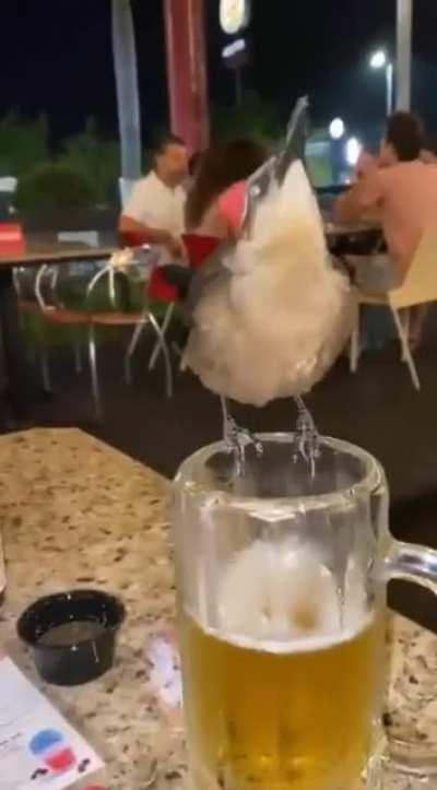 How to Catch Birb Flu