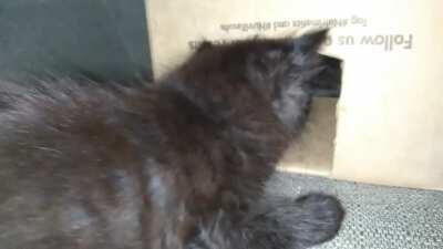 Sibling Rivalry taps