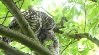 Momma fussing over its owlet. Turn on the sound to hear the little steam kettle.