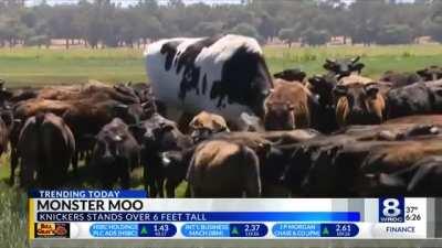 Absolute unit of a cow stands over 6ft tall