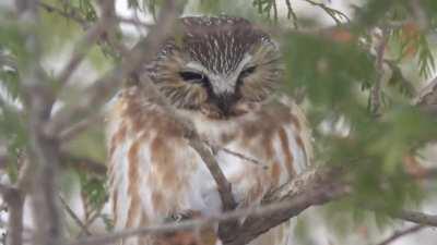 Lifer Northern Saw-Whet Owl!!! Been searching for these guys all winter!