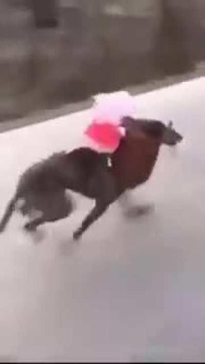 Vem pro r/TioOrochi seus arrombado