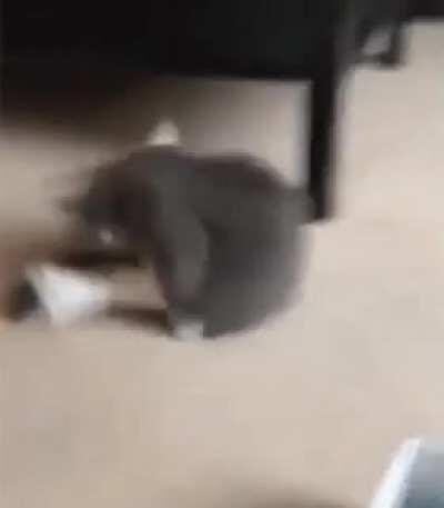 Alguém disse comer?