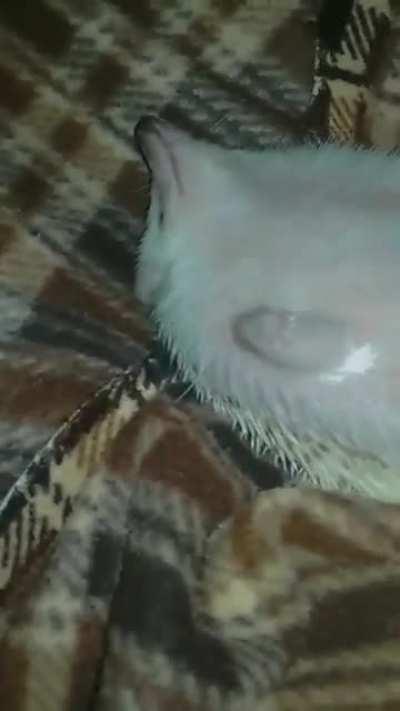 when the belly rubs are too good