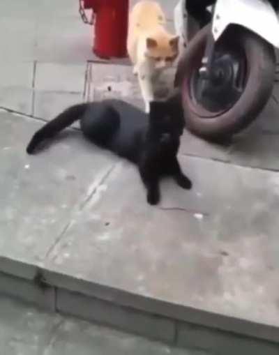 His Girl about to whoop his ass