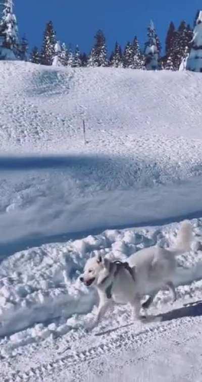 A dog taking a Christmas stroll