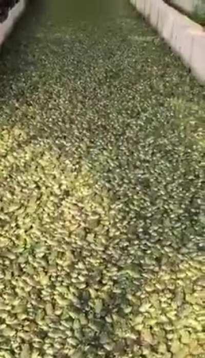 Frog breeding factory