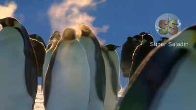 Créditos no Vídeo, grande saladin