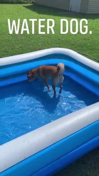 Water shibe