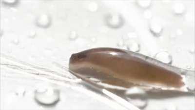 I hit a lot of water drops!