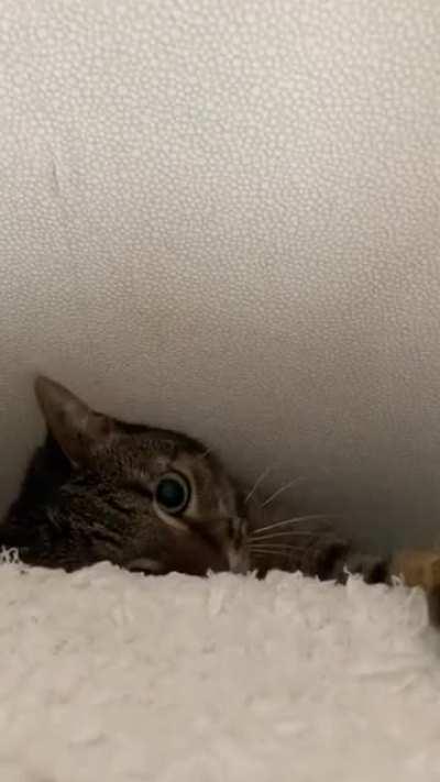 Somebody said treats?