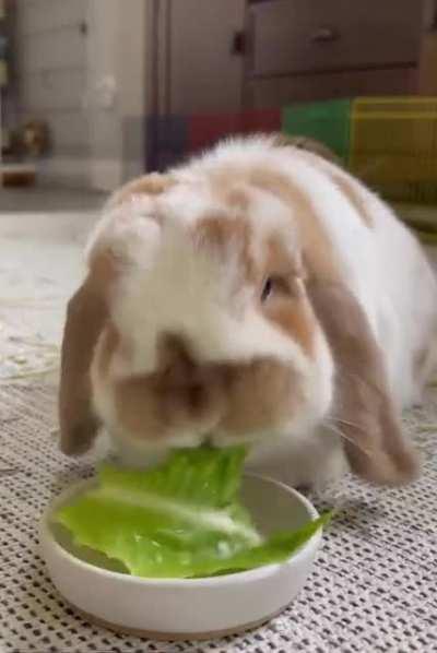 Sound on for cronchy monching