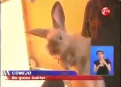 Conejo cómo va a ser este año...