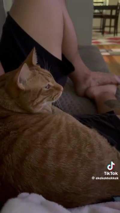 [BotW][TotK] This cat likes the korok sounds