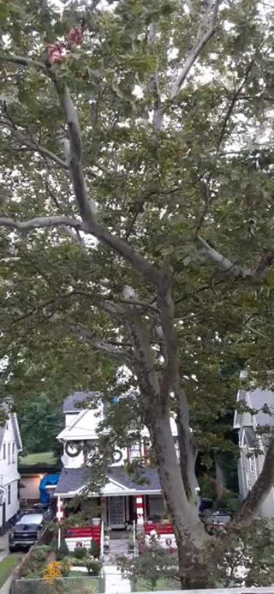 Strong winds from a thunderstorm ⛈⛈⛈