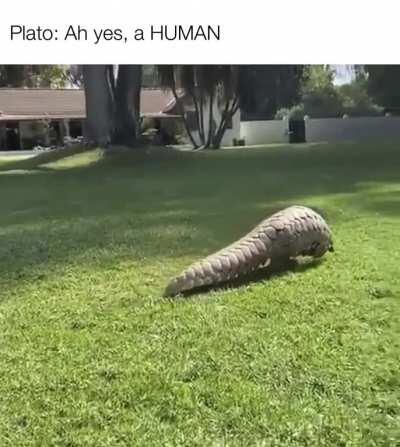 Панголин - беспёрое двуногое. Платон: о да, ЧЕЛОВЕК