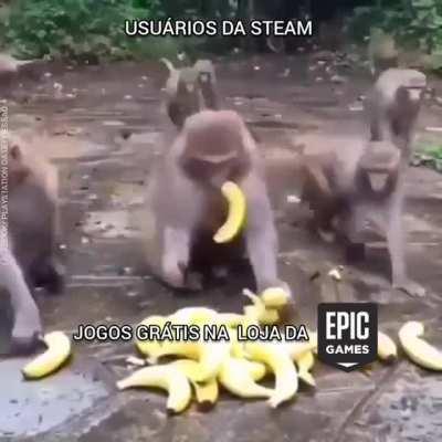 macaco facts