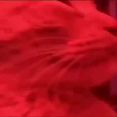 Wilson cuando rubius sale de casa