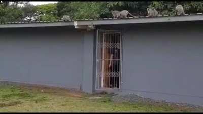 A wild young monkey is welcomed back by his family when he is released after 3 weeks of treatment for a leg injury