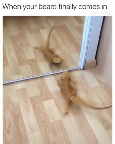 Quite an exquisite beard sire