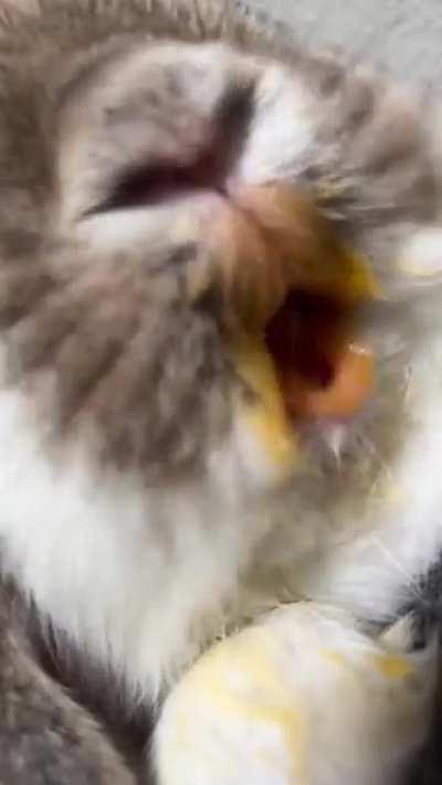 Why does he not chew with his mouth closed?