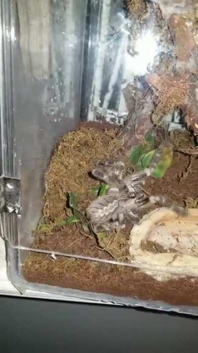 My Eye-legged Ninja.