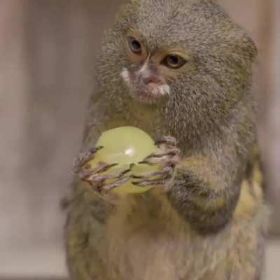 Pygmy Marmosets vampiring the shit outta some grapes