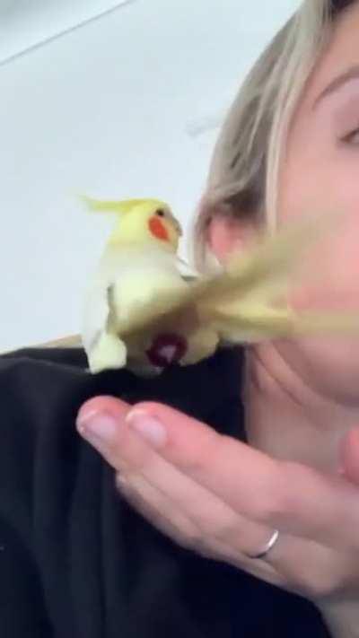 A cockatiel lays an egg in its owner's hand