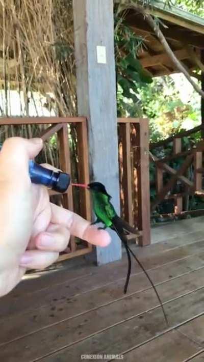 A pair of Red-billed streamertail humming birds