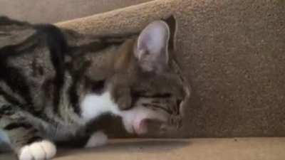 This cat's appetite surpasses its mouth