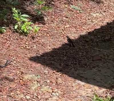 Herping meets birding: An Equatorial Spitting Cobra (𝘕𝘢𝘫𝘢 𝘴𝘶𝘮𝘢𝘵𝘳𝘢𝘯𝘢) encounters an Oriental Magpie-robin …. And nopes