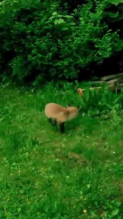 Fox kit trying to catch his own tail