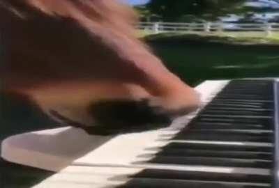 Koň keď ch e frajerke zahrať na Valentína :)