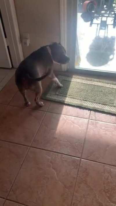 Jamal body slams our glass door to let us know when he wants in or out. Today we started doorbell training. Very proud of my boy!