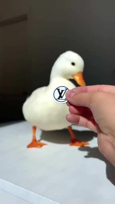 Did he make you look?